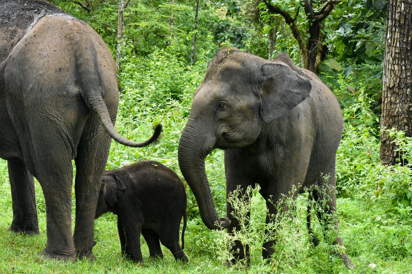 Asian elephants together in a forest in Ooty, India